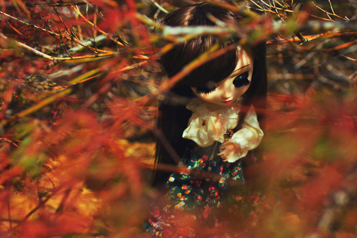 Maple Evening, 2019.