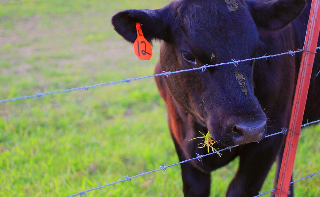 Cow 12, 2023. Canon EOS Rebel T2i