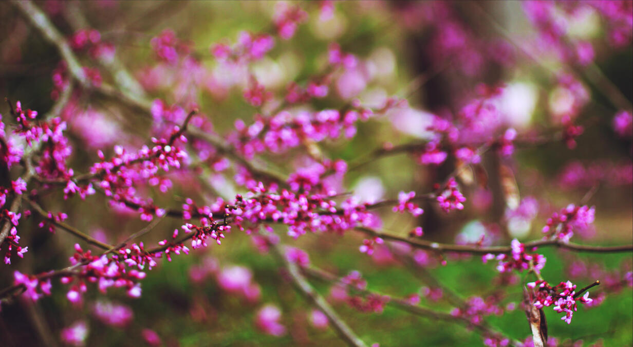 Red Bud, 2019. Canon EOS Rebel T2i