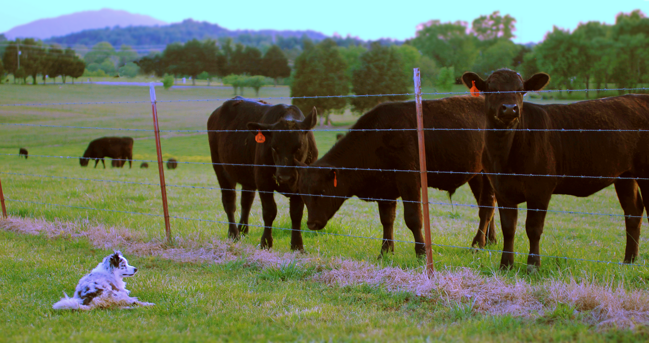 Herd, 2023. Canon EOS Rebel T2i